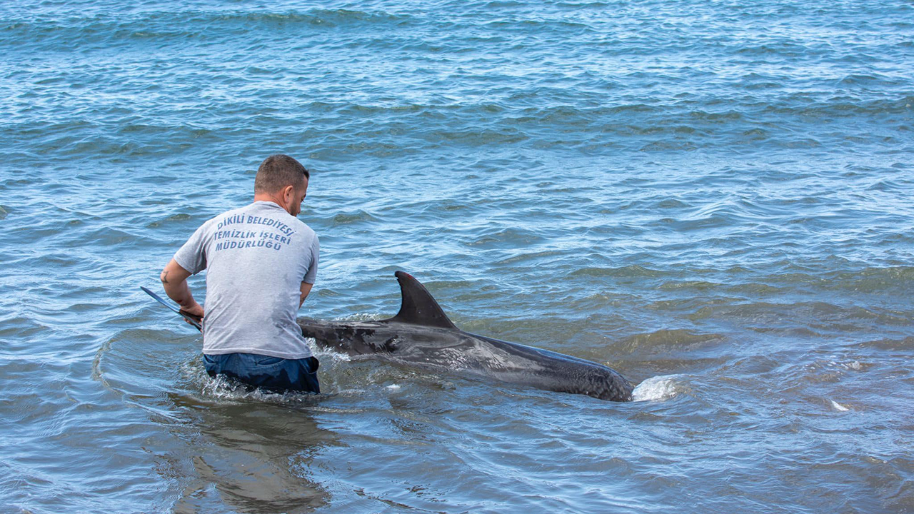 Bu görüntülere yürek dayanmaz! Yunus balığı intihar etti
